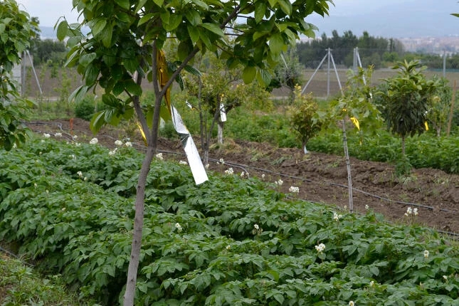 imagenes-la-huerta-de-gui-huertos-familiares-agricultura-ecologica-en-Granada-01 imagenes-la-huerta-de-gui-huertos-familiares-agricultura-ecologica-en-Granada-01