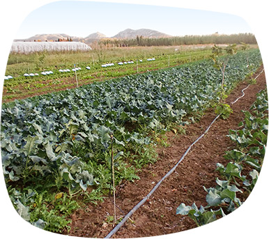 horta2